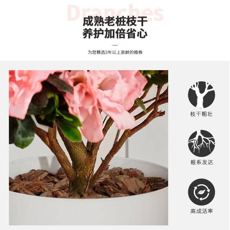 杜鹃花盆栽花卉植物室内花带苞大颗老桩四季开花鲜花好养易活绿植-图1