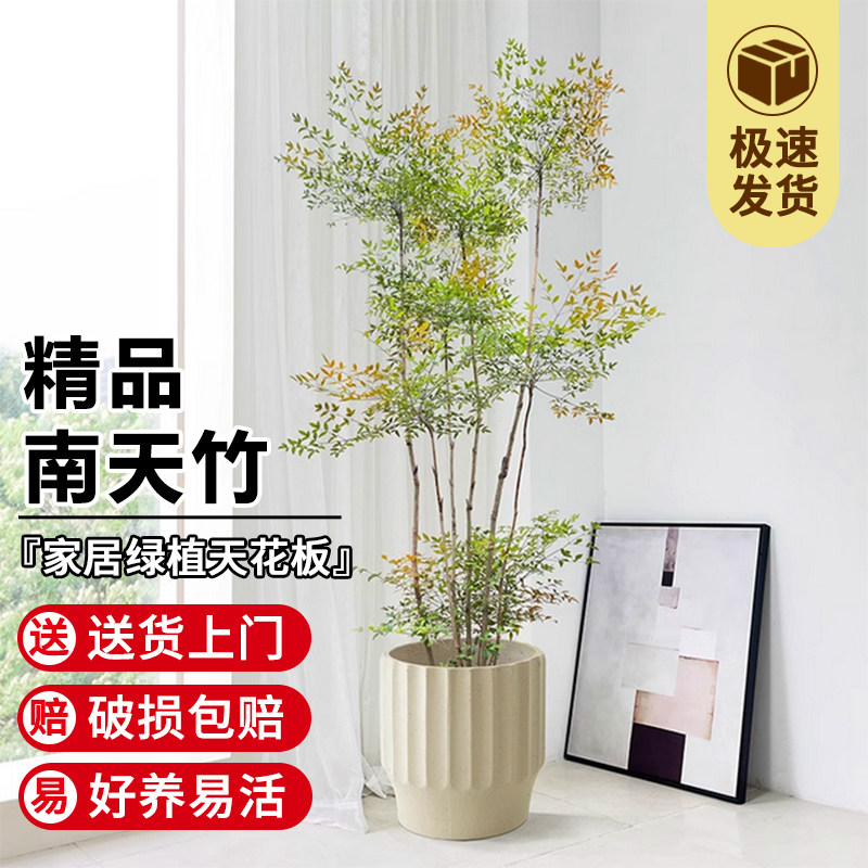 南天竹盆栽客厅绿植室内老桩办公室禄植大型植物落地式真花好养,淘宝优惠券,粉丝福利购,淘宝优惠卷