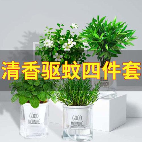 婉芳水培竹柏植物夏季驱蚊室内水养绿植花卉四季常青好养耐阴桌面 - 图2