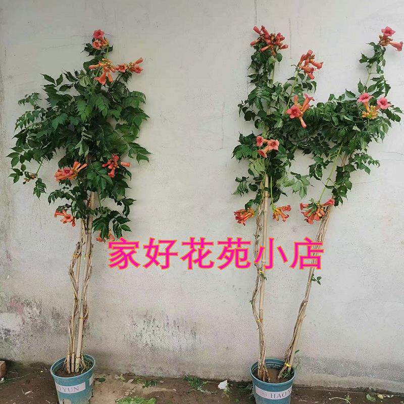 麻花凌霄花爬藤植物凌霄花苗庭院阳台盆栽花卉耐寒花期长好养易活,淘宝优惠券,粉丝福利购,淘宝优惠卷