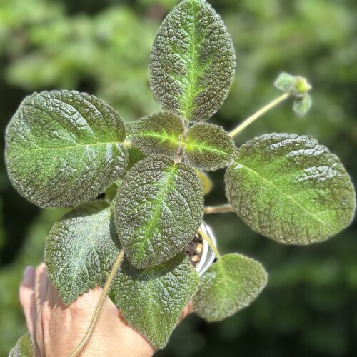 苦苣苔喜荫花综合链接：耐荫耐热，叶片金属质感 - 图2