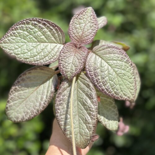 苦苣苔喜荫花综合链接：耐荫耐热，叶片金属质感 - 图0
