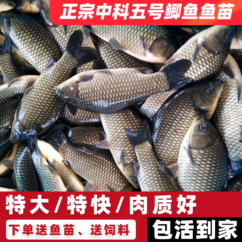 大品种黄金鲫鱼苗中科五号工程鲫湘云鲫高背淡水养殖活体大鲫鱼苗
