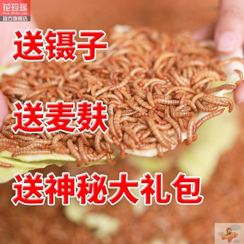 喂幼鸟吃的虫子小鸡鹦鹉百灵画眉八哥鱼饵食物燕子粮饲料面包虫活