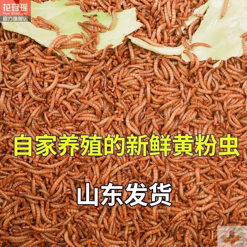 喂幼鸟吃的虫子小鸡鹦鹉百灵画眉八哥鱼饵食物燕子粮饲料面包虫活