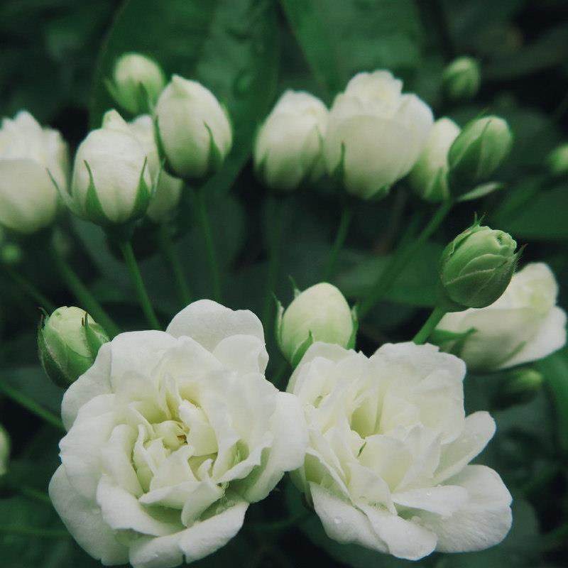 白色木香花大苗盆栽浓香花卉阳台庭院爬藤蔷薇可做垂吊花卉绿植物,淘宝优惠券,粉丝福利购,淘宝优惠卷