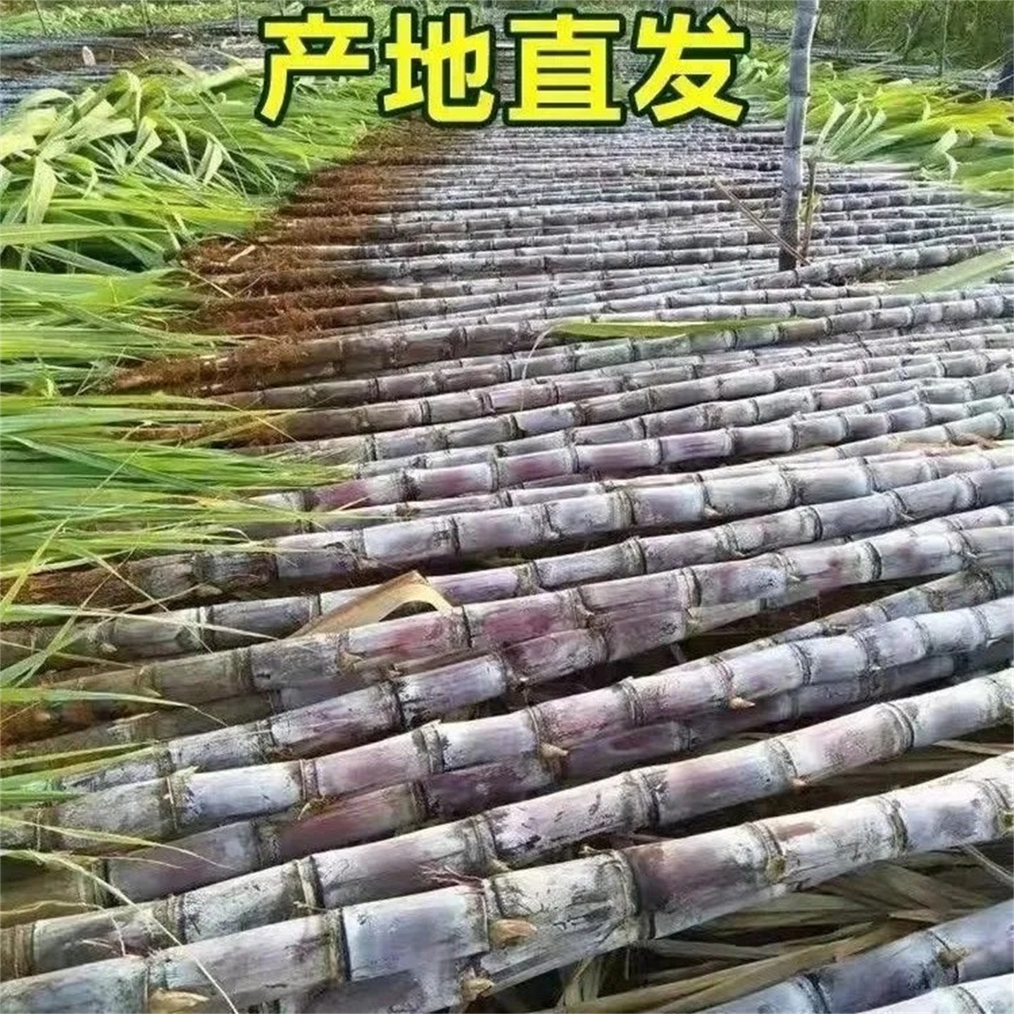 正宗广西黑皮甘蔗新鲜一级批发水果新鲜当季整箱中段品质鲜甘蔗,淘宝优惠券,粉丝福利购,淘宝优惠卷