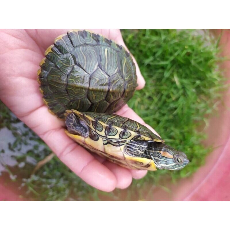 外塘大小巴西龟红耳龟宠物龟观赏龟小乌龟巴西龟活体批包活发,淘宝优惠券,粉丝福利购,淘宝优惠卷