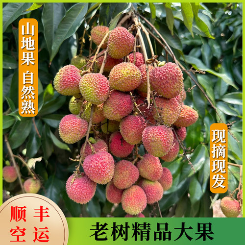 妃子笑荔枝老树大果新鲜现摘当季新鲜水果4斤整箱顺丰空运送礼 - 图0