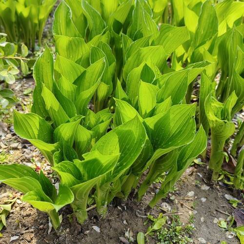 玉簪花大苗户外阳台室外绿植观叶观花宿根植物耐寒耐旱庭院绿化花 - 图1