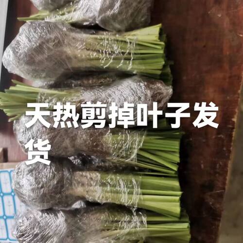 玉簪花大苗户外阳台室外绿植观叶观花宿根植物耐寒耐旱庭院绿化花 - 图2