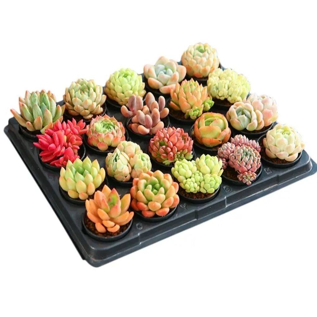 多肉植物组合盆栽网红爆款新手套餐水培大颗好养室内精品肉肉带盆,淘宝优惠券,粉丝福利购,淘宝优惠卷