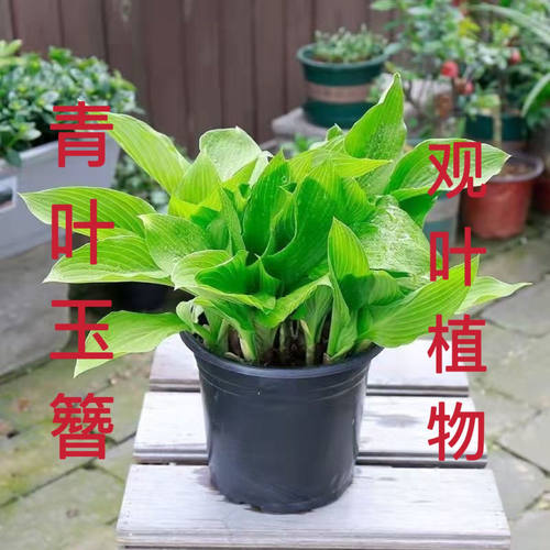玉簪花大苗户外阳台室外绿植观叶观花宿根植物耐寒耐旱庭院绿化花 - 图0