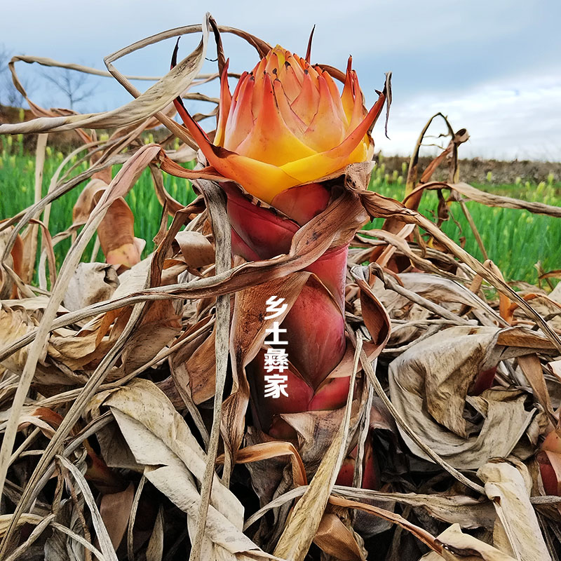 地涌金莲带花苞云南特产花卉净化空气书房客厅庭院吸甲醛花期半年 - 图3