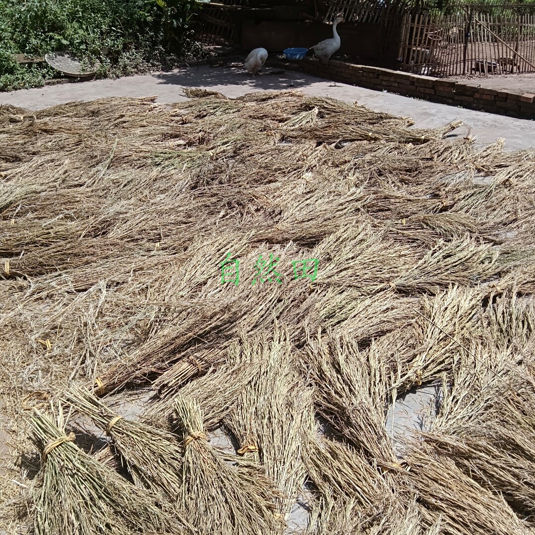 四川老品种黄油菜籽农家种植自留老品种喂鸟食鸽子粮老式非转