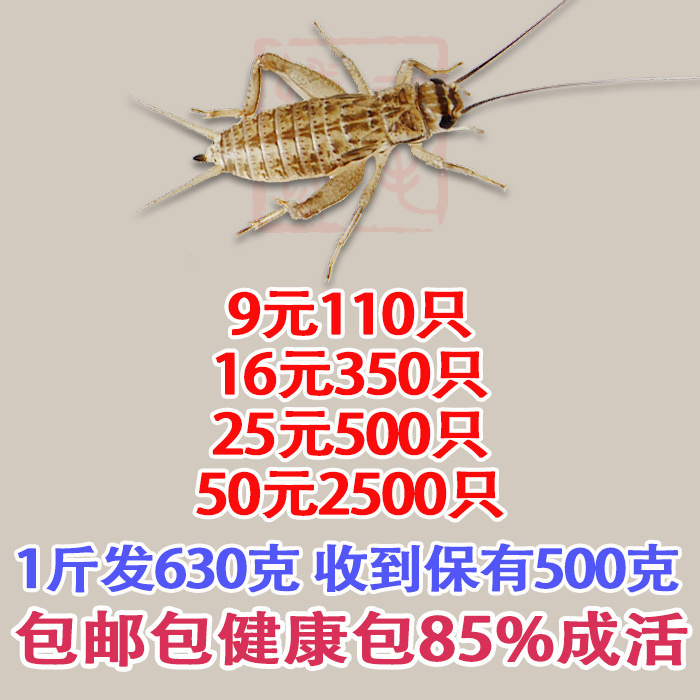 蛐蛐蟋蟀活体饲料1-2厘米50元1斤25元500只38元1000只白蟋蟀活物 - 图0