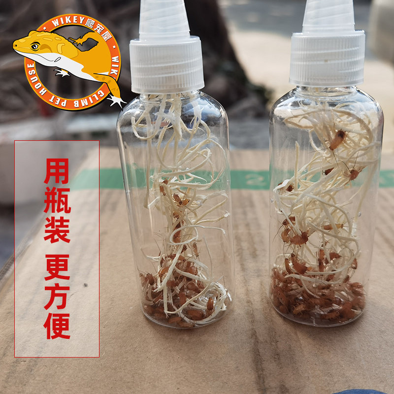 樱桃蟑螂活体饲料樱桃红蟑螂幼体活虫爬宠爬虫鸣虫食物守宫金龙鱼,淘宝优惠券,粉丝福利购,淘宝优惠卷