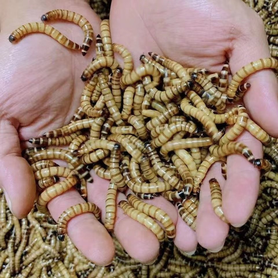 大麦虫顺风活面包虫鸟食鼠乌龟粮八哥仓鼠金龙鱼蜥蜴画眉宠物广东,淘宝优惠券,粉丝福利购,淘宝优惠卷