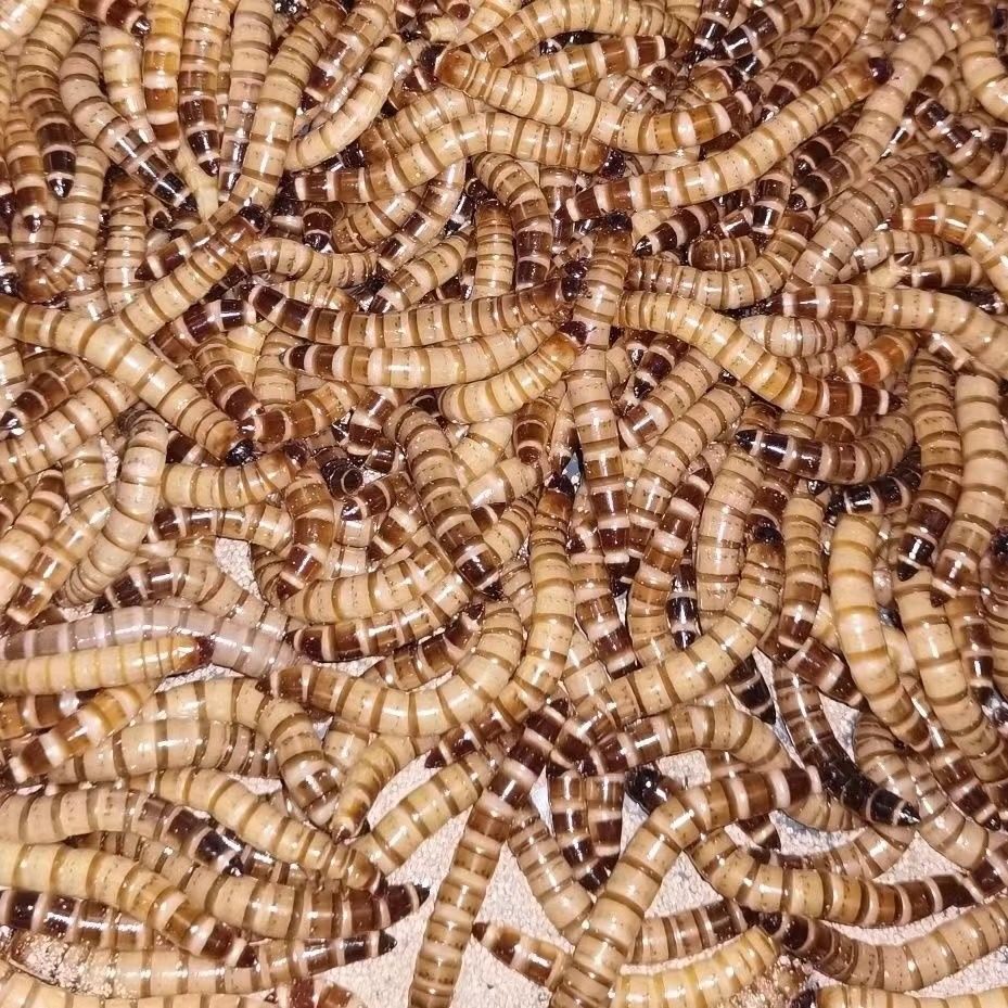 大麦虫顺风活面包虫鸟食鼠乌龟粮八哥仓鼠金龙鱼蜥蜴画眉宠物广东,淘宝优惠券,粉丝福利购,淘宝优惠卷