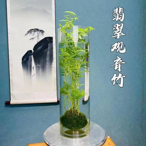 苔藓球翡翠观音竹客厅立式鱼缸圆柱形盆栽绿植物水培米竹可养鱼 - 图2