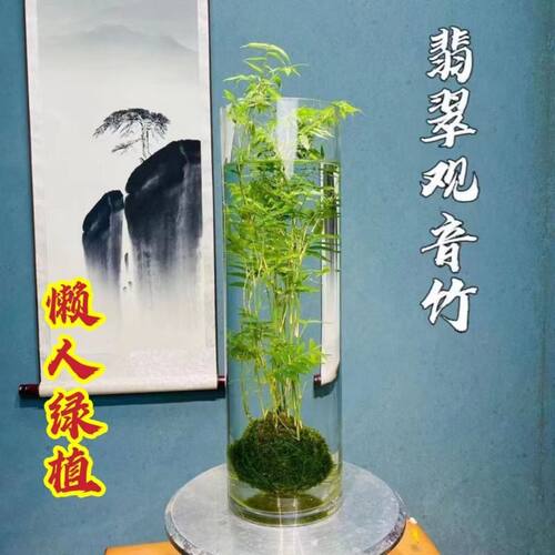 翡翠观音竹水培款苔藓球书房米竹绿植竹子室内立式鱼缸可养鱼 - 图2