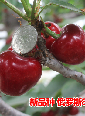车厘子树苗樱桃树苖南方北方种植盆栽庭院果树矮化樱桃树大樱桃苗