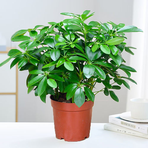 精选四季常青八方来财鸭脚木室内阳台桌面绿植盆栽花卉发财树招财 - 图2