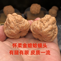 Vin Playing Walnut with Soft Golden Toad Toad Head Flat Valley Metas Dull White Lions Big Thick