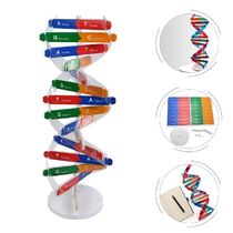 Model Dna Science Toy Kit Helix Double Assembly Teaching