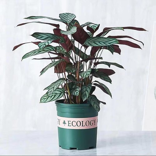 新飞羽竹芋盆栽植物青苹果红美丽紫贝翠玉观叶绿植净化空气吸甲醛 - 图0