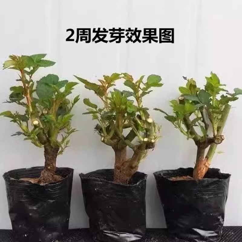 玫瑰花苗老桩棵随机花色红玫瑰老根月季花苗四季开花浓香花卉简单 - 图0