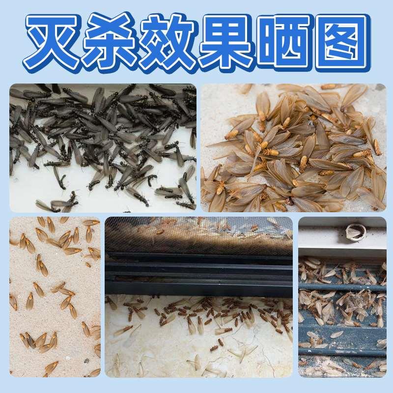 壁虎专用驱赶药杀虫剂家用驱虫驱避驱逐防治壁虎克星防爬虫杀虫剂 - 图1