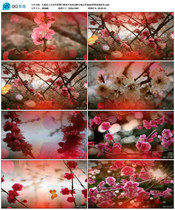 红莓花儿开前苏联舞台歌曲开场成品配乐晚会伴奏led背景视频素材