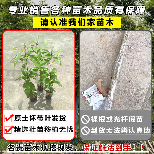 正宗金丝楠木树苗小叶桢楠大树楠木名贵树苗庭院绿化盆栽四季常青 - 图1