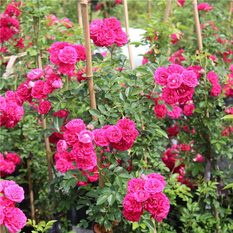 黄木香花苗爬藤植物红白木香树苗大苗室内庭院四季开花木香花盆栽