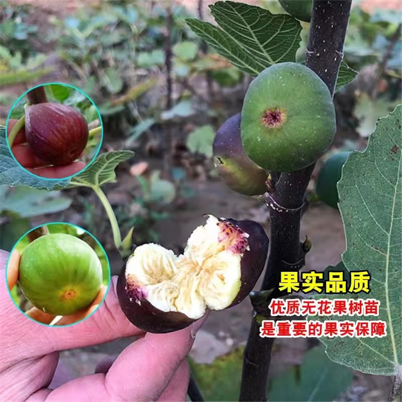 无花果树苗带叶带土发货盆栽地栽南北方种植特大无花果苗耐寒耐热 - 图2