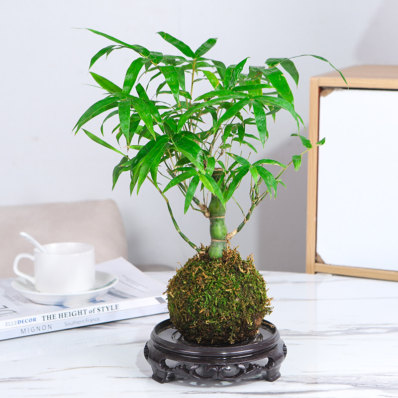 水培植物苔藓球佛肚竹盆景室内懒人创意盆栽罗汉竹四季常青吸甲醛-图0