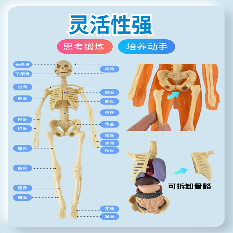 人体结构模型仿真解剖器官拼装儿童玩具3d骨骼内脏骨架医学可拆卸 - 图2