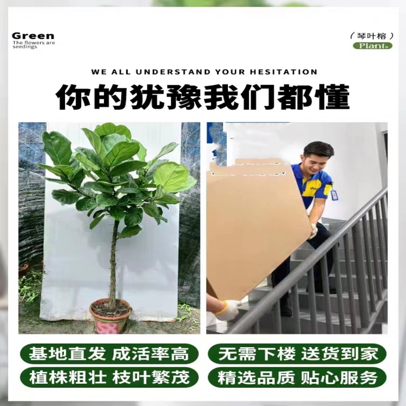 琴叶榕室内大型绿植客厅大盆栽植物大叶黄金榕办公室落地四季好养 - 图1