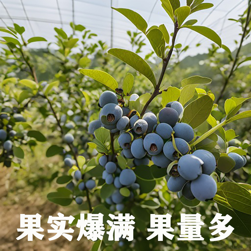 蓝莓树盆栽果苗蓝莓苗地栽果苗带大果南北方种植苗兔眼绿宝石果树 - 图2