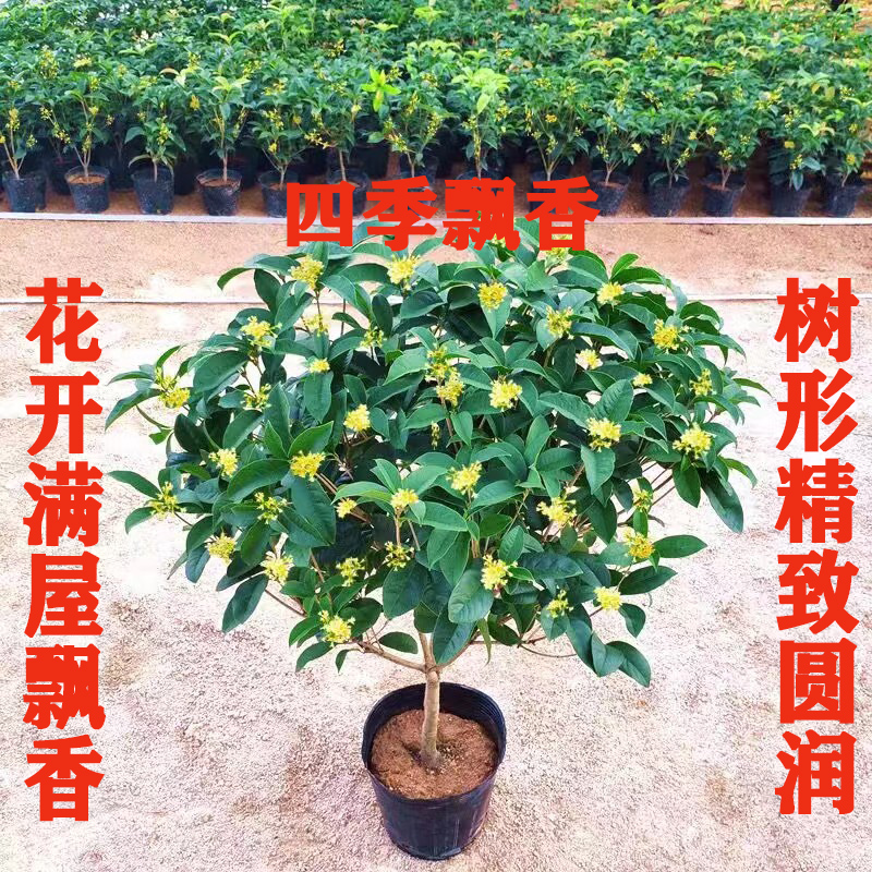 桂花盆栽树苗四季桂花卉浓香型桂花苗四季开花阳台室内花庭院地栽 - 图0