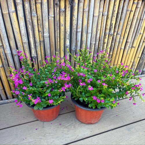 四季满天星盆栽萼距花工程绿化苗好养植物开花爆满孔雀兰庭院阳台 - 图2