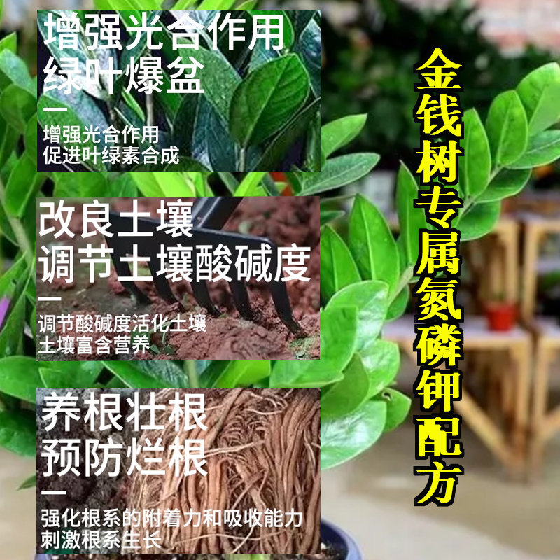 金钱树肥料专用液植物通用室内养花盆栽绿植叶面肥花肥防黄叶烂根 - 图1