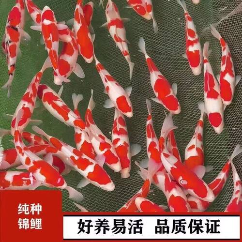 纯种锦鲤鱼苗红白大正昭和三色易存活耐寒冷水淡水鱼缸观赏鱼好养 - 图0