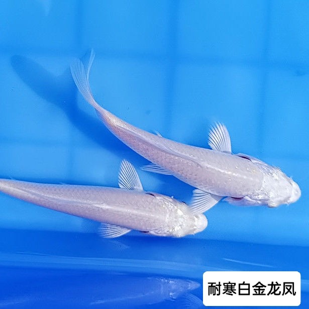 纯种耐寒白金锦鲤冷水观赏鱼易存活纯种锦鲤鱼苗鱼缸好养起运 - 图2