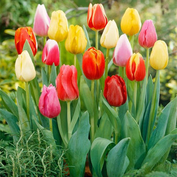 bulb tulip hydroponic bulb ຂະຫນາດໃຫຍ່ double bulb ສີ່ລະດູນ້ໍາປູກດອກໄມ້ພືດ potted ເບ້ຍ hyacinth ແກ່ນດອກ