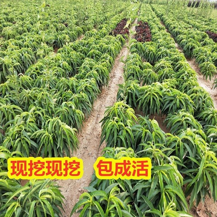 矮化盆栽桃树苗蟠桃寿桃水蜜桃苗盆栽地栽南北方四季种植当年结果 - 图2