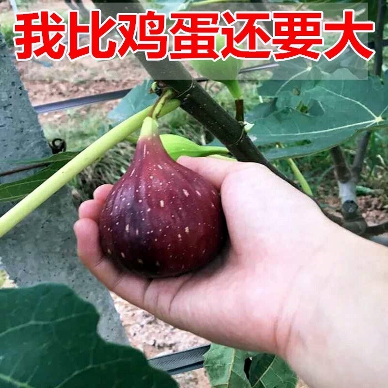 无花果苖特大波姬红南方北方四季阳台盆栽种植无花果树果苗特大 - 图0