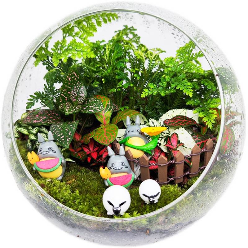 20*20微景观生态瓶成品缸盆景玻璃苔藓创意植物造景材料室内桌面-图0