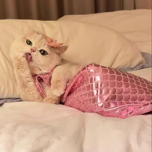 猫咪衣服美人鱼服饰宠物小猫搞怪造型变装拍照道具布偶搞笑鱼尾装 - 图1